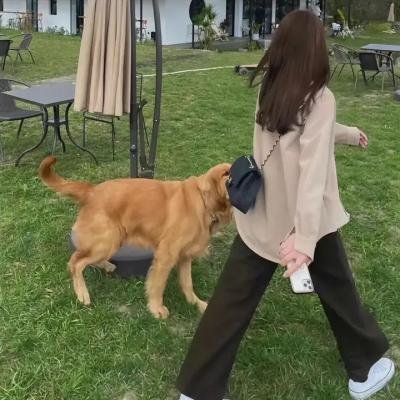 河狸变身计划海报